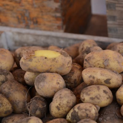 Nypotatis. 