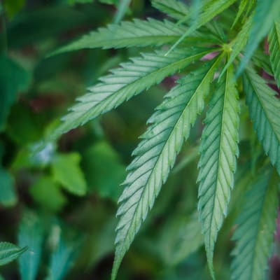 Cannabislöv i Södra Haga.