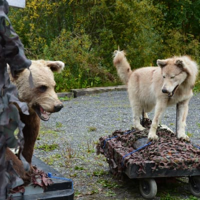 Konstgjord björn och varg. 