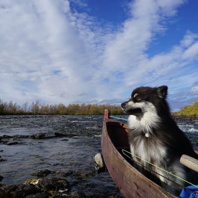 Äijä-koira veneessä.