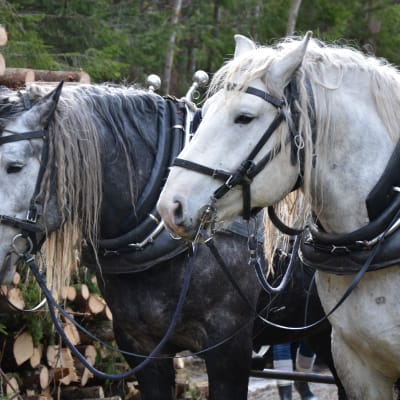 Två arbetshästar står brevid en stor hög med virke. 