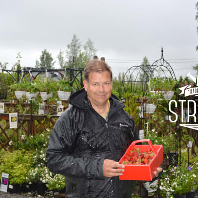 Leif Blomqvist med en korg jordgubbar. 