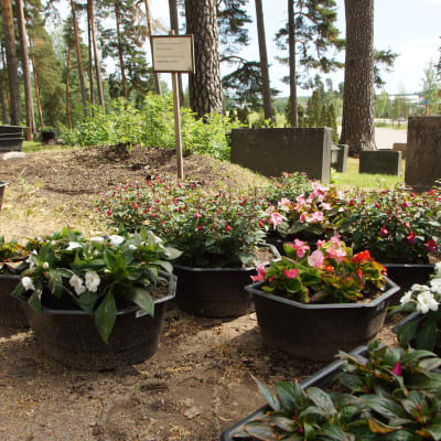 gravgård med blommor som skall bli planterade