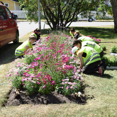 En bild på parkarbetare i reflexvästar som planterar blommor i en park. blommorna finns i en rabatt och blommorna är rosa och av olika höjd. Bredvid parken finns en gata och där står en röd paketbil.