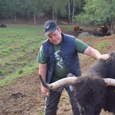 Henrik Ekholm med en ko