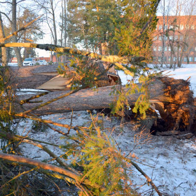 Träd som fällts av stormen.
