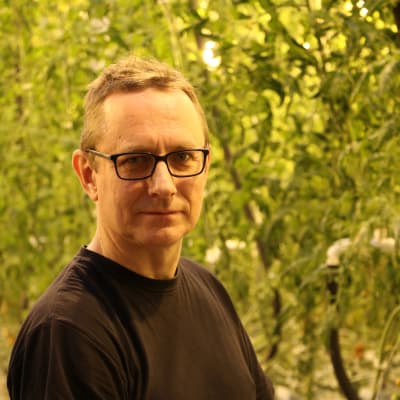 En man med glasögon och kort ljust hår står intill tomatplantor i ett växthus.