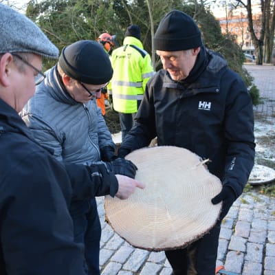 Miehet katsovat tuomiokirkon kuusesta leikattua kiekkoa.