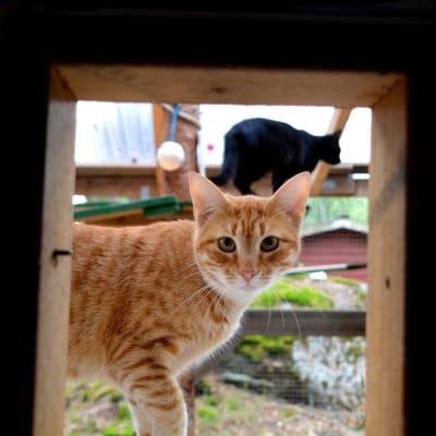 Katt i katthuset i Lovisa.