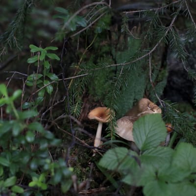 En bild på en svamp i skogen. 