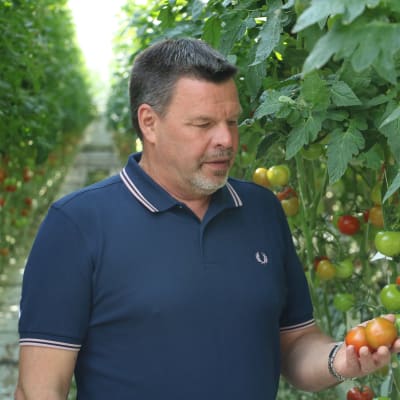 En man med blå pikétröja står i ett växthus och håller i ett par tomater.