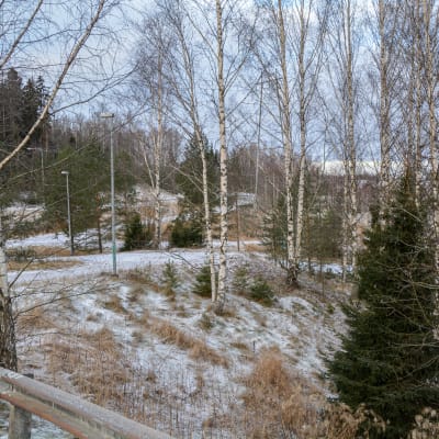 Träd vid sidan av en väg i ett vintrigt landskap. 