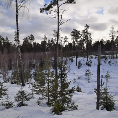 nyröjd plantskog