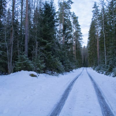 En isig väg går igenom ett skogsområde.