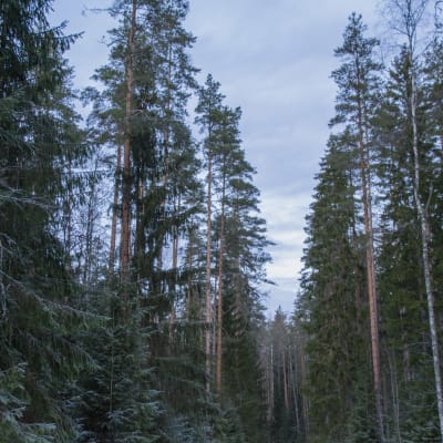 Stora granar och tallar växer i en skog.