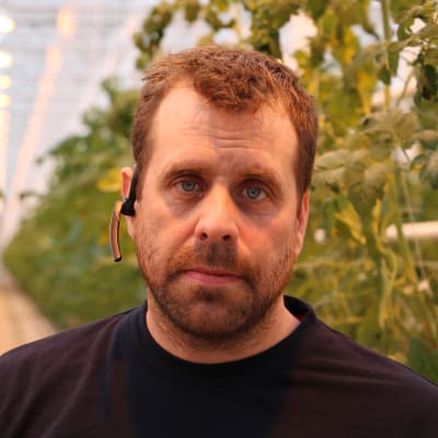 En man står inne i ett växthus. Bakom honom syns rader med tomatplantor.