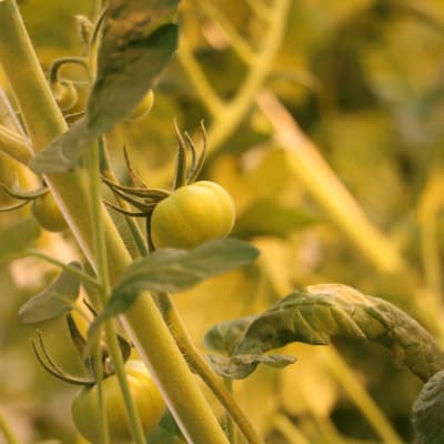 Gröna små tomater växer på en planta.