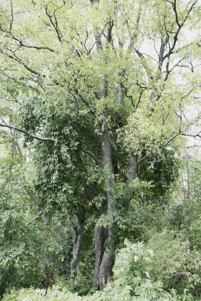 Iso vihreä lehtipuu metsässä (tarkka puulaji ei tiedossa)