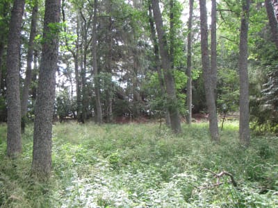 lövskog