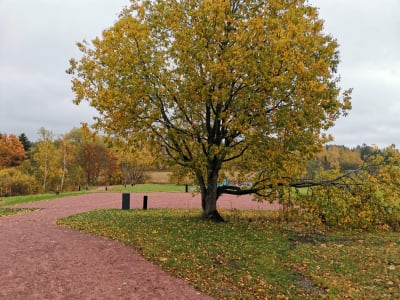 Ett stort lövträd vid en sandplan i en park. Det är höst och mulet.