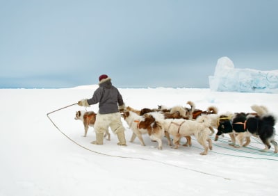 Grönländsk jägare med sina hundar