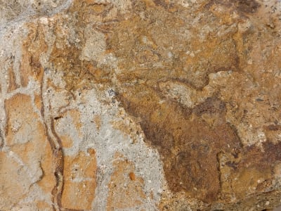 En brun sten med spår av Palaeophycus, tämligen raka långsmala gångar som är fyllda med sediment. 