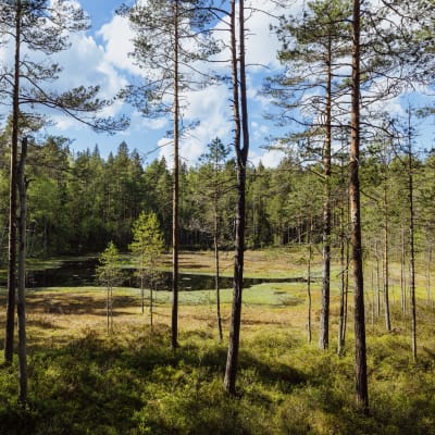 Skog i Noux nationalpark.