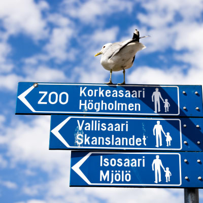 Lokki istuu katukyltin päällä joka opastaa turisteja eläintarhaan, Isosaareen ja Vallisaareen.