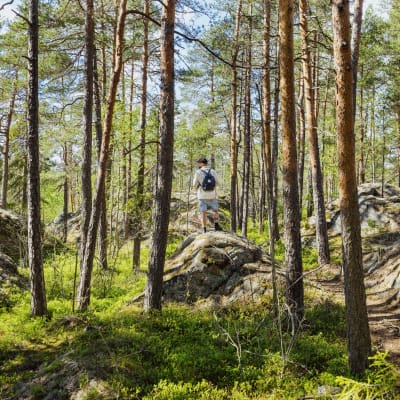 Retkeilijä seisoo pienen kallion päällä Nuuksion kansallispuistossa.