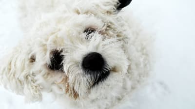 Bichon frisé-hund i snön.