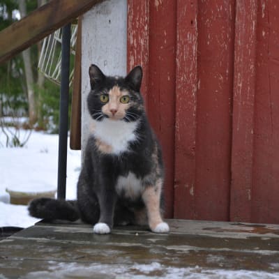 en trebent katt