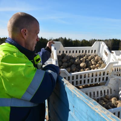 Mikael Eklund sätter nypotatis våren 2016.