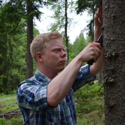 Skogsbruksingenjören Daniel Larsén söker efter spår av granbarkborren.