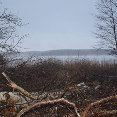 Träd som har fällts vid Dragsvikstranden i Ekenäs.