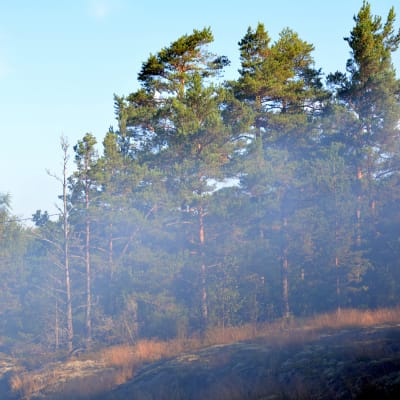 Brandrök i skogen.