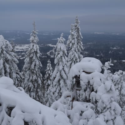 Massor av snö i Vuokatti i januari 2015
