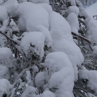 snötunga träd i Vuokatti