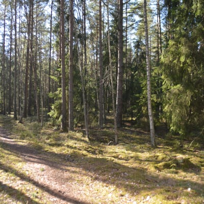 En del av det skogsområde Hangö vill gallra i Hangö norra. Bilden tagen västerut från Långbodavägen.