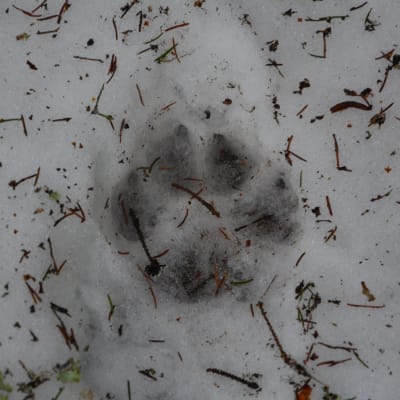 kurjenrahka nationalpark, savojärvi rundslinga