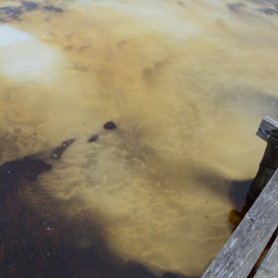 kurjenrahka nationalpark, savojärvi rundslinga