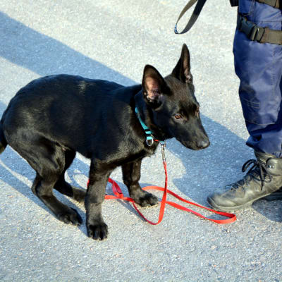 Polishunden Mussu vid Östra Nylands polisinrättning.