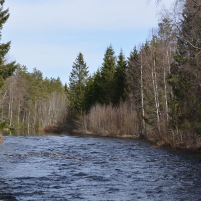 Krokforsen i Kronoby