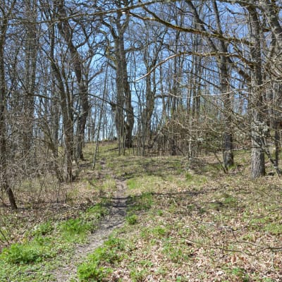Vaarniemi naturskyddsområde
