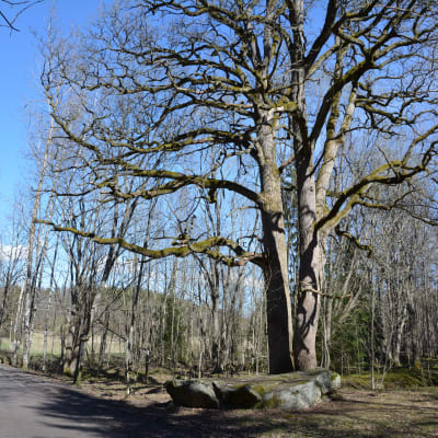 Vaarniemi naturskyddsområde