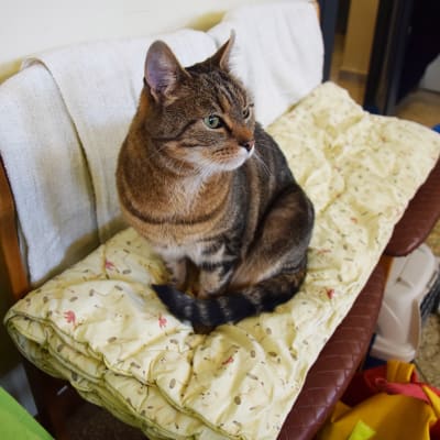 kattkafe i Vik, katten Jessica