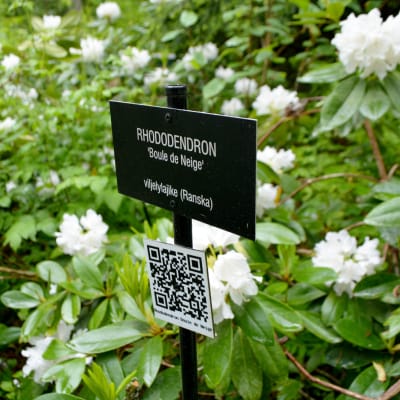 Rhododendron och skylt.