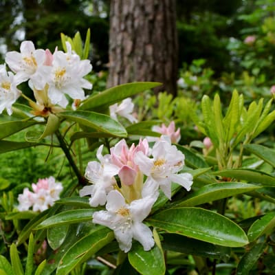 Rhododendron.