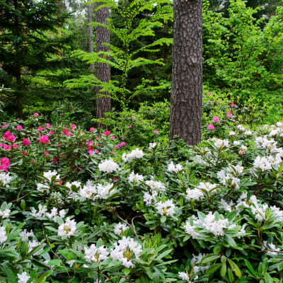 Rhododendron.