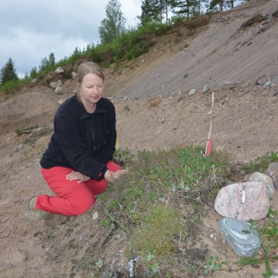 Ledande forskare Terhi Ryttäri inspekterar ekosystemhotellet i Tegelbacken.