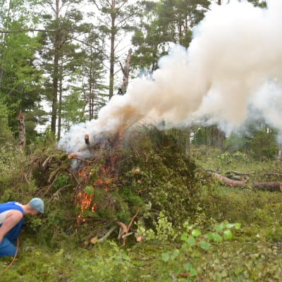 Många brasor brinner på Långön i Tvärminne under WWF:s talkoläger.